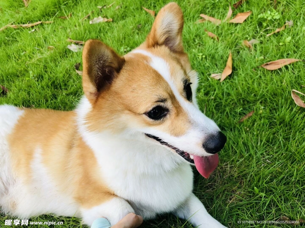 狗狗