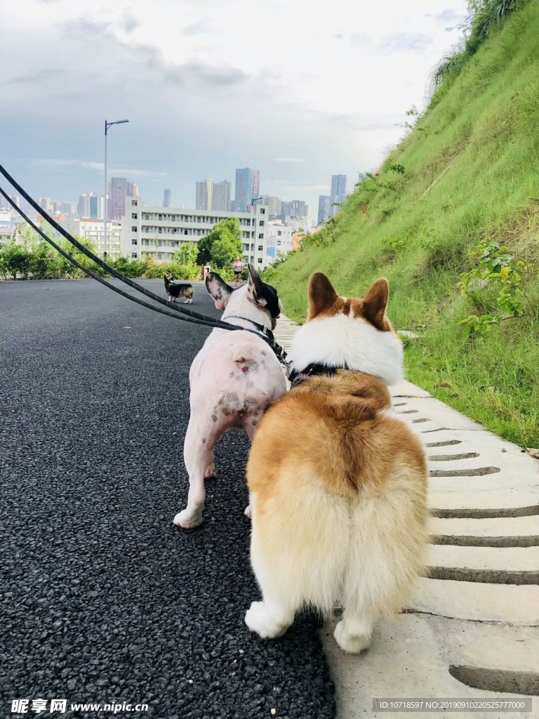 狗