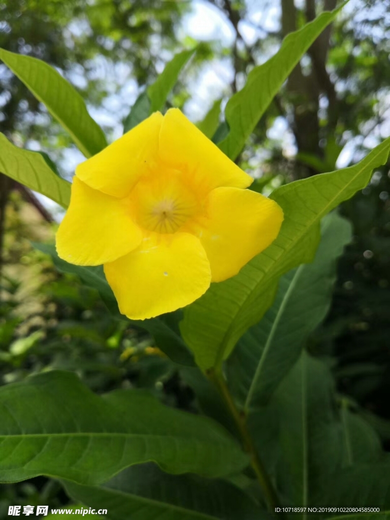 漂亮花束