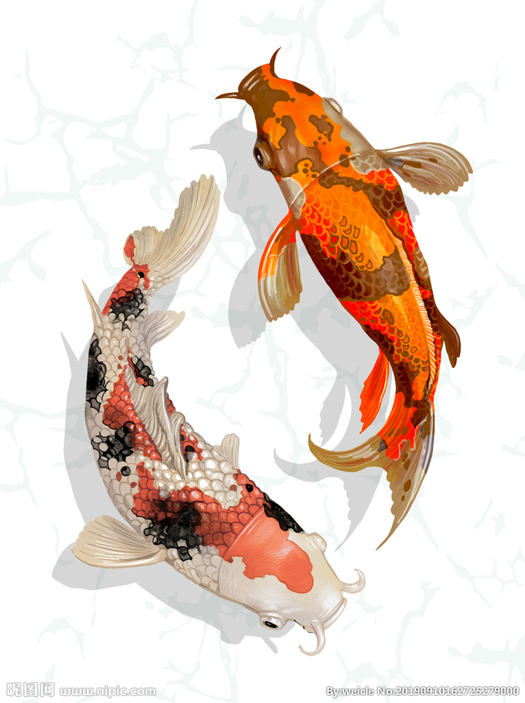 彩色鲤鱼插画