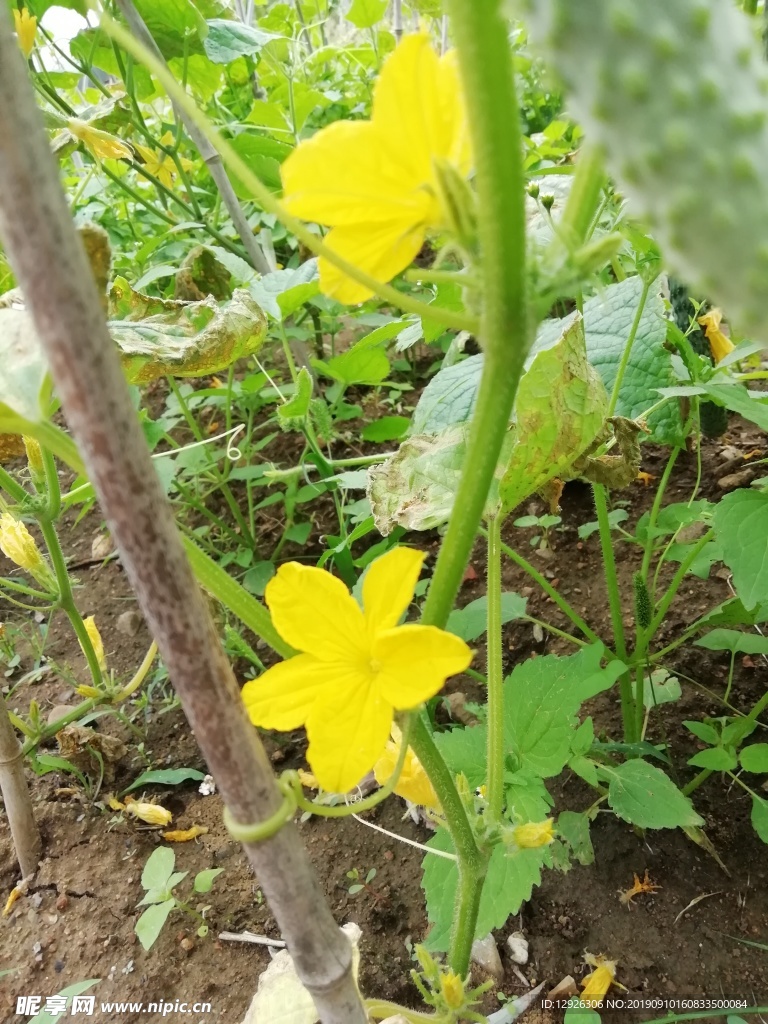 黄花 花蕊 草地 一朵 牵牛花