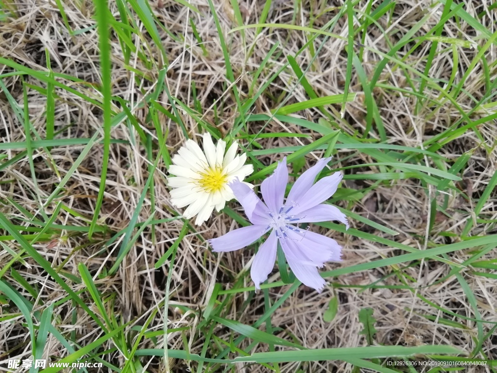 野花 黄色 草地 紫色 干草