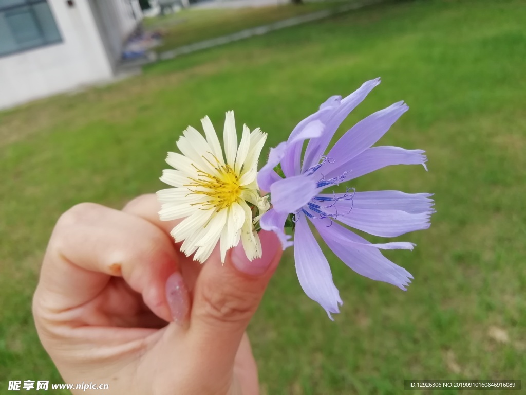 野花 紫色 草地 树木 手里