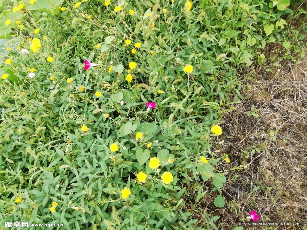 黄花 花蕊 草地 一朵 牵牛花