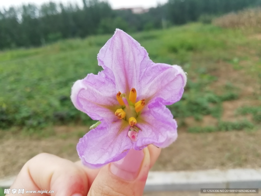 手 粉花 花蕊 草地 一朵