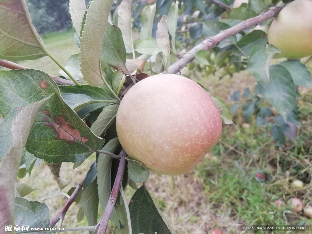 苹果