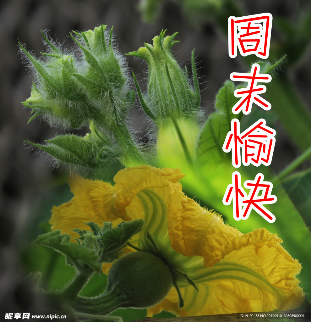 南瓜花