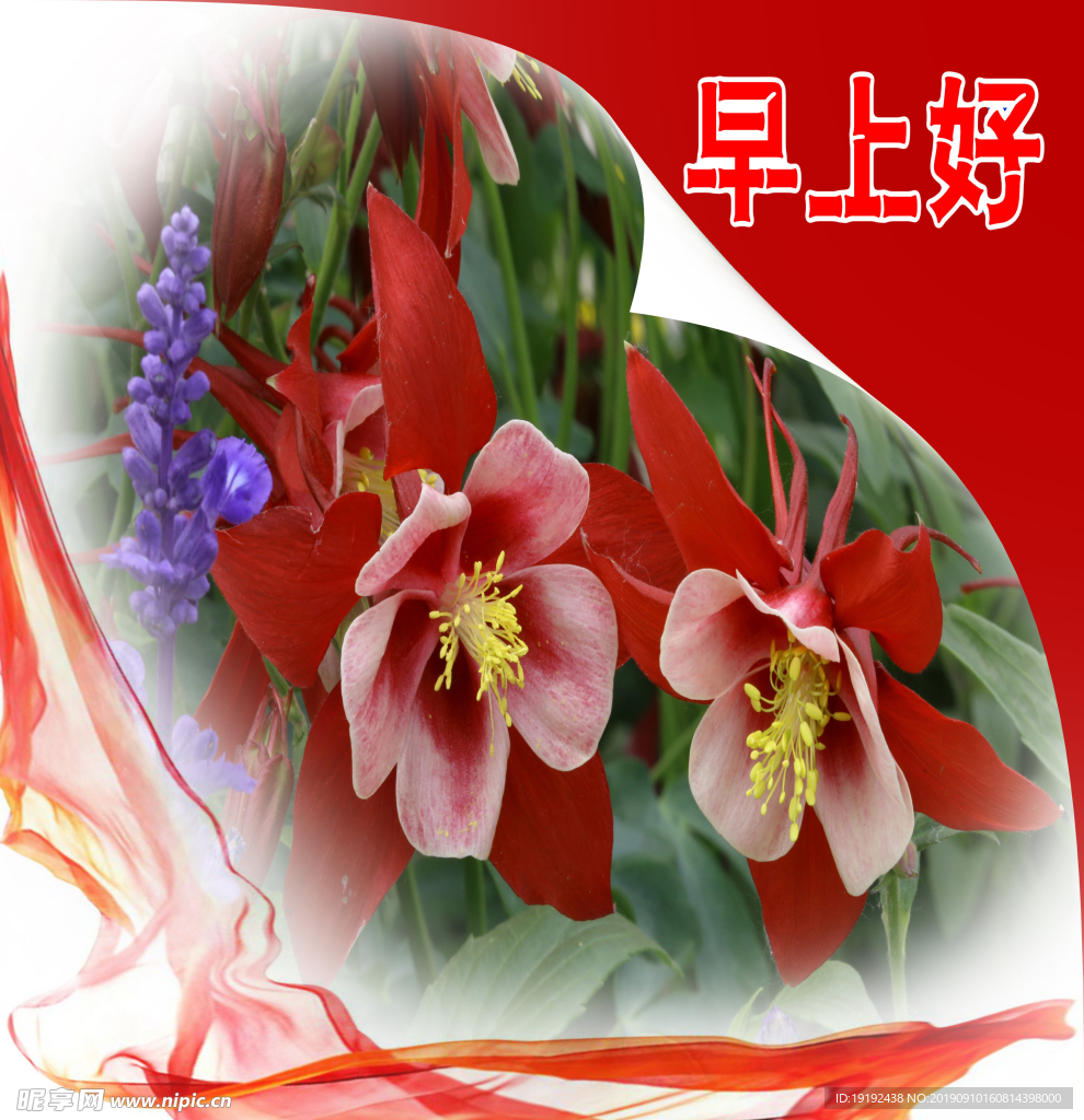 耧斗花