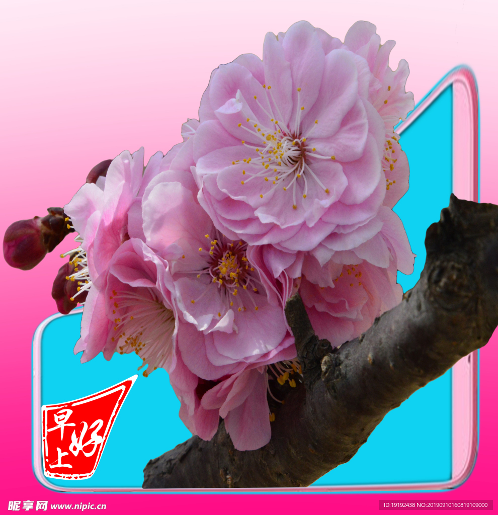 碧桃花儿