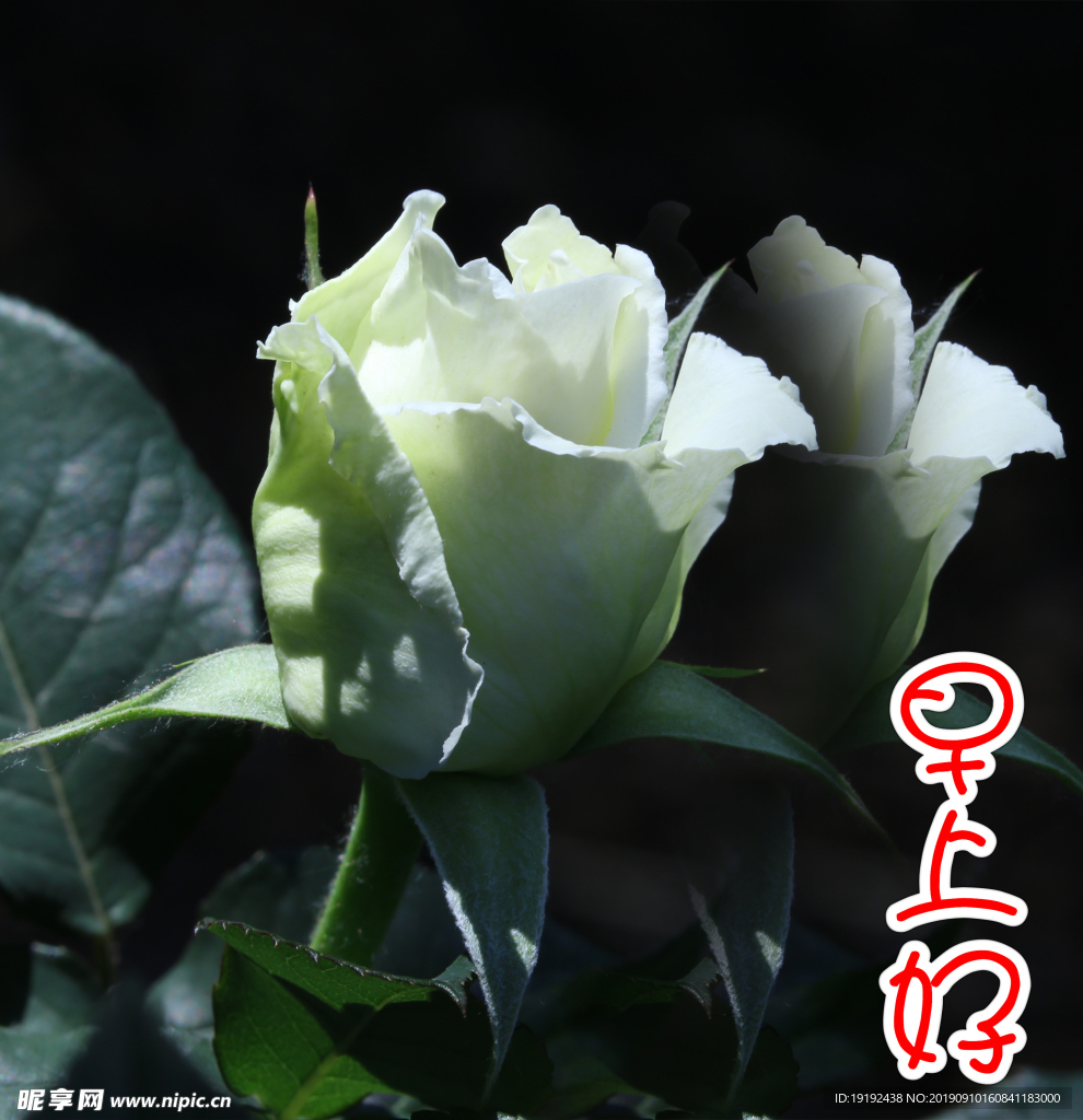 月季花