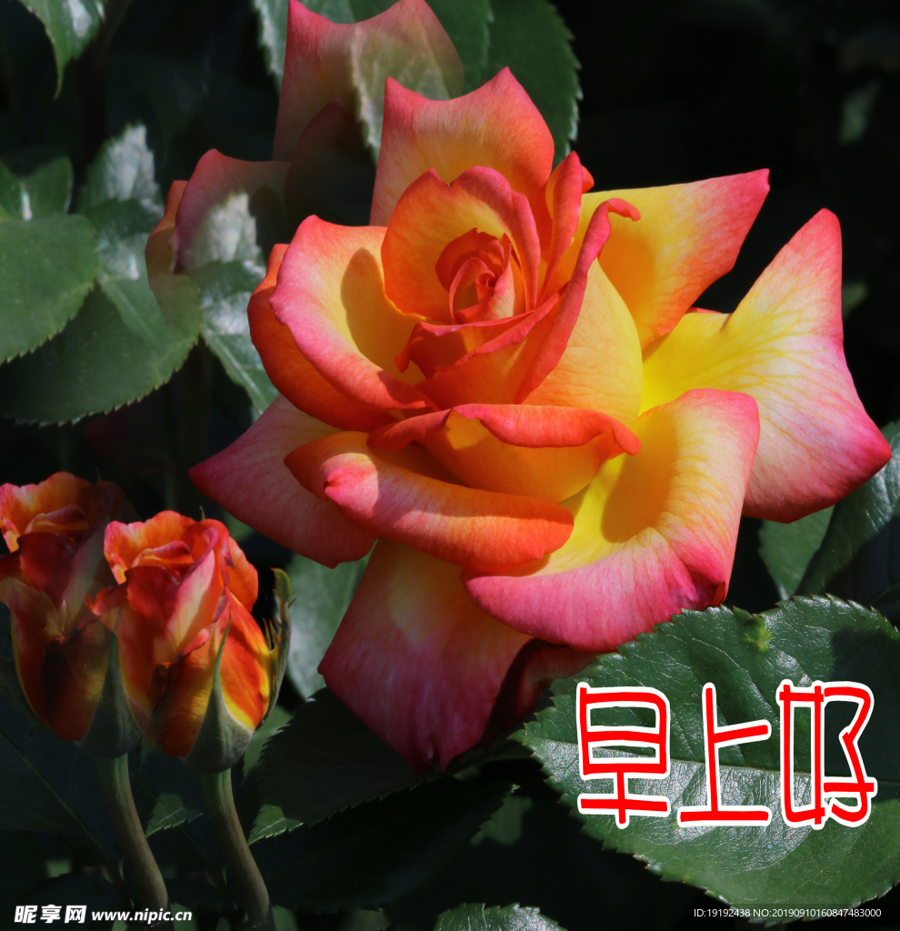 月季花