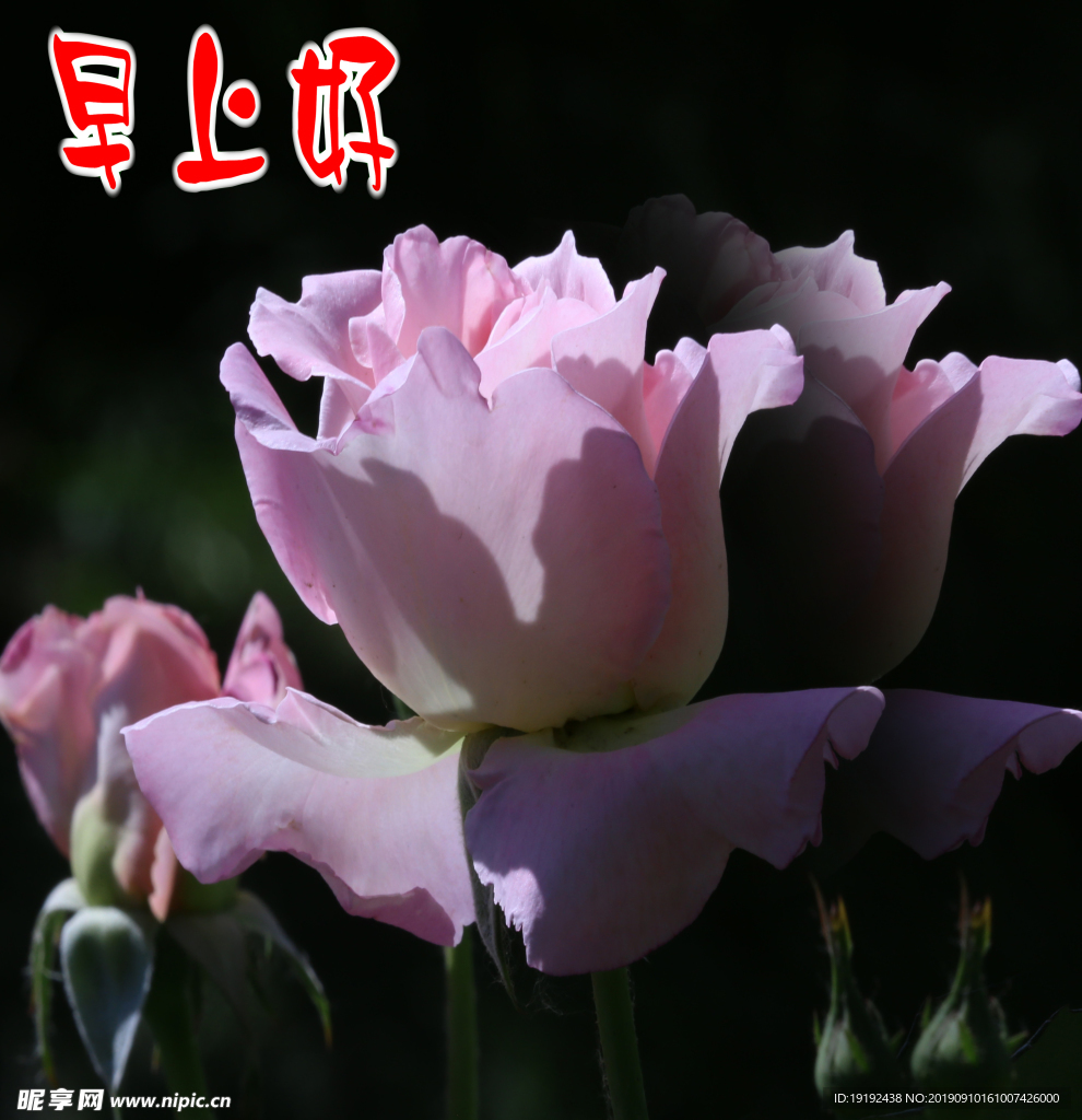 月季花