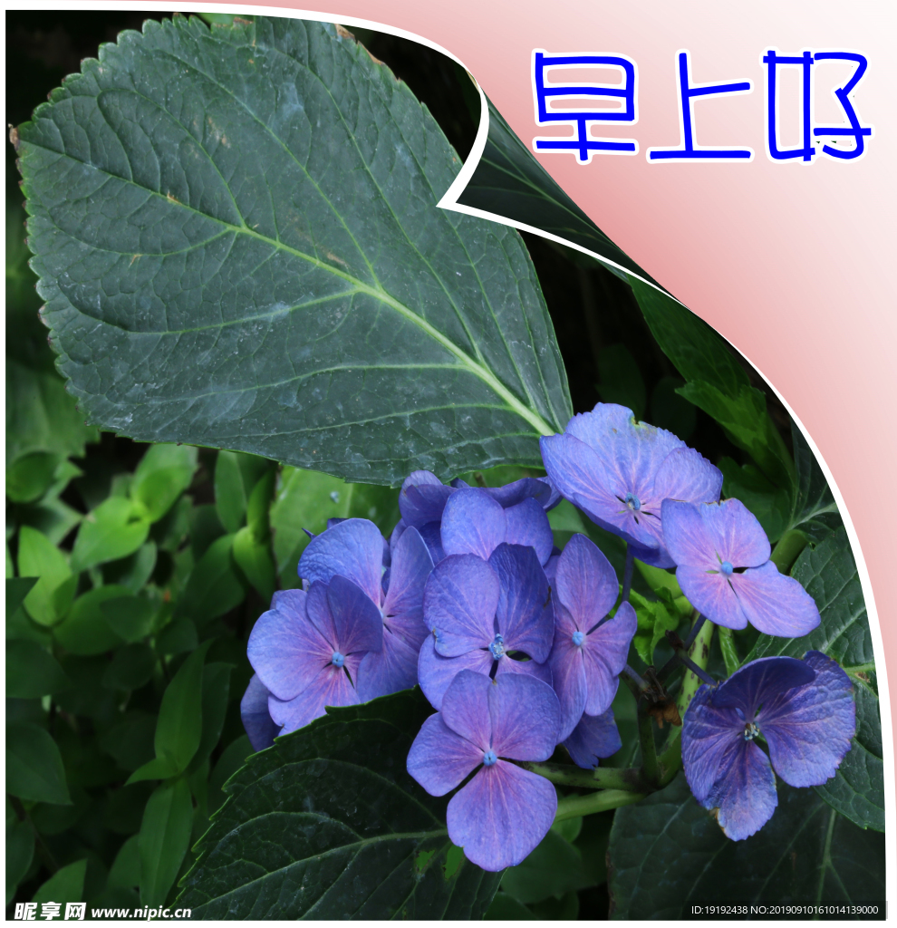 绣球花