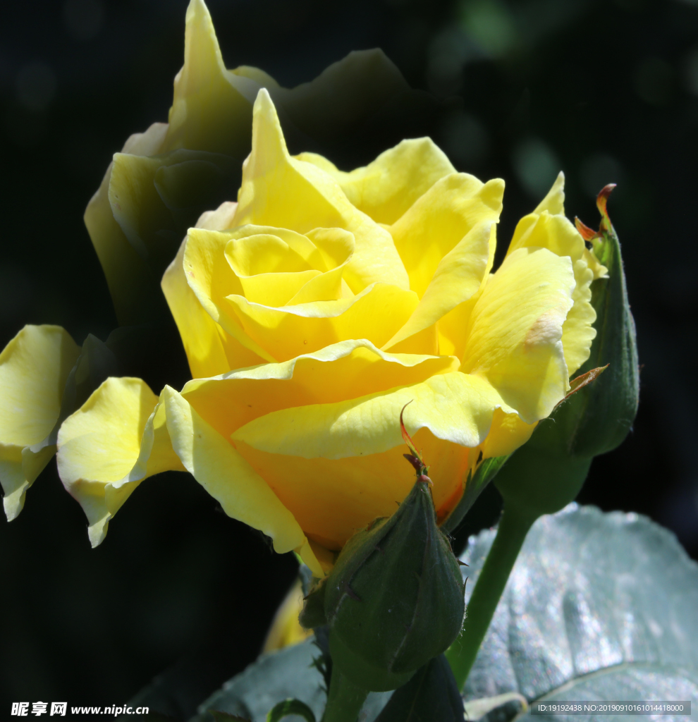 月季花