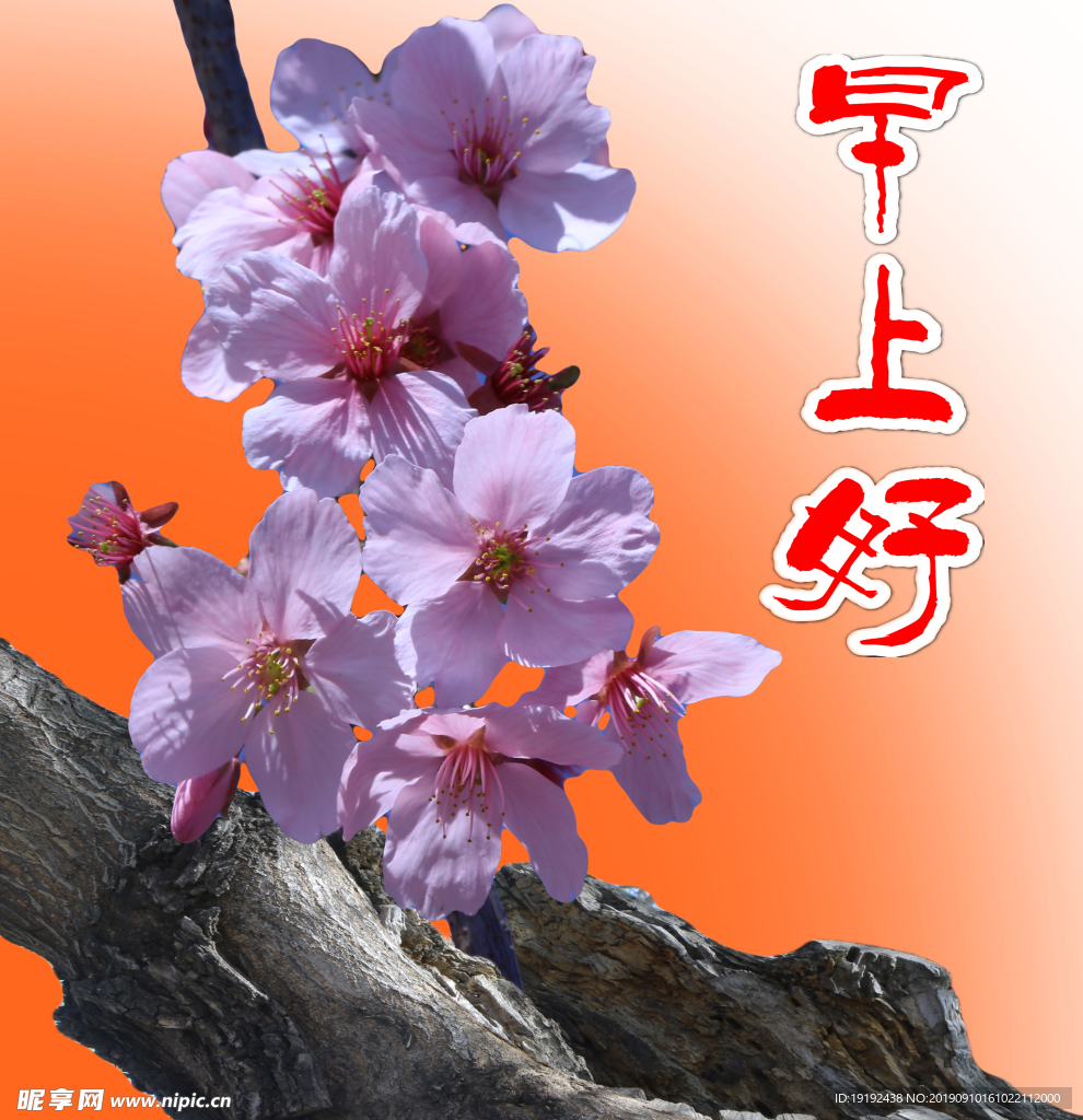 碧桃花儿