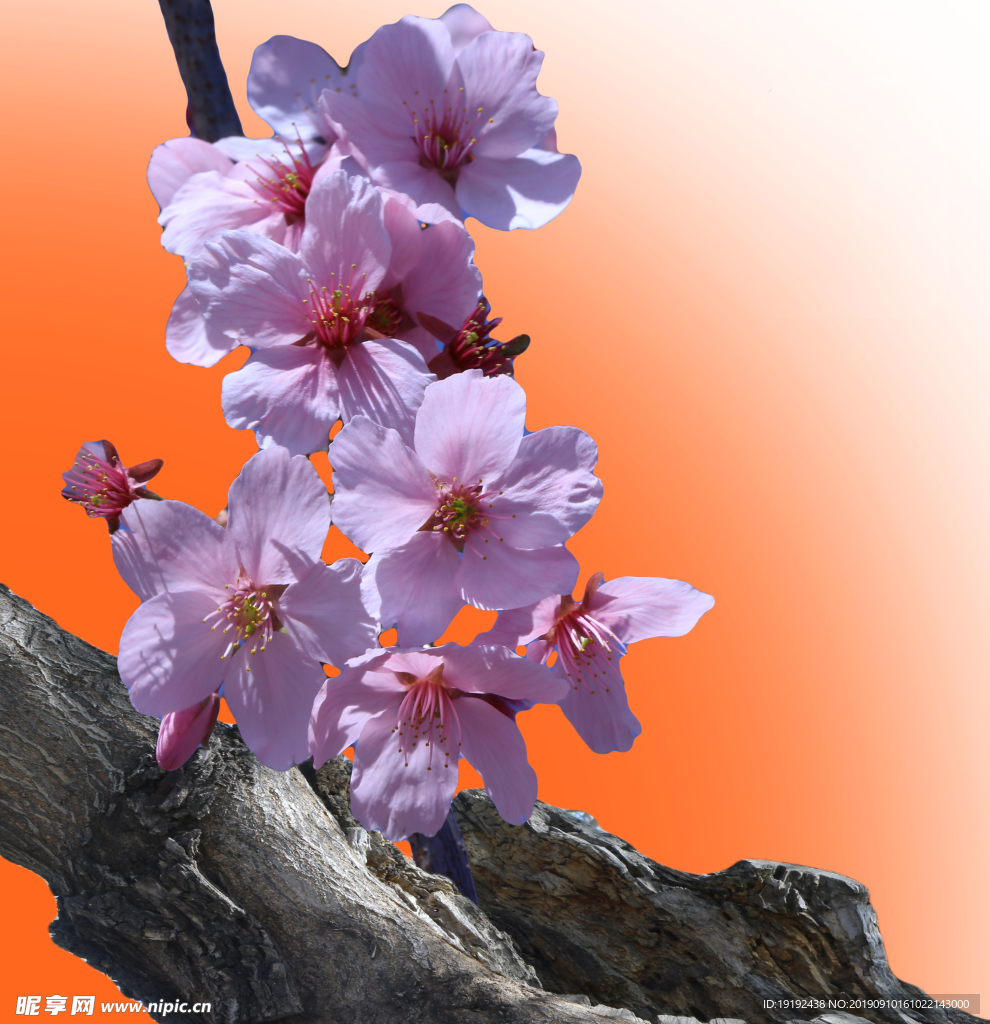 碧桃花儿