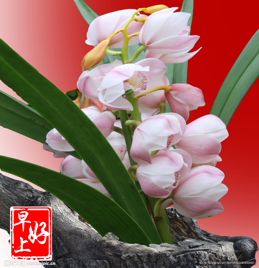大花蕙兰