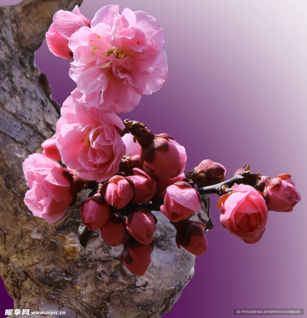 碧桃花儿