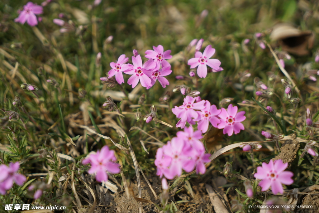 草地上粉红色的小花