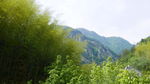 竹林