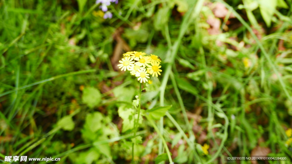 黄色的野花