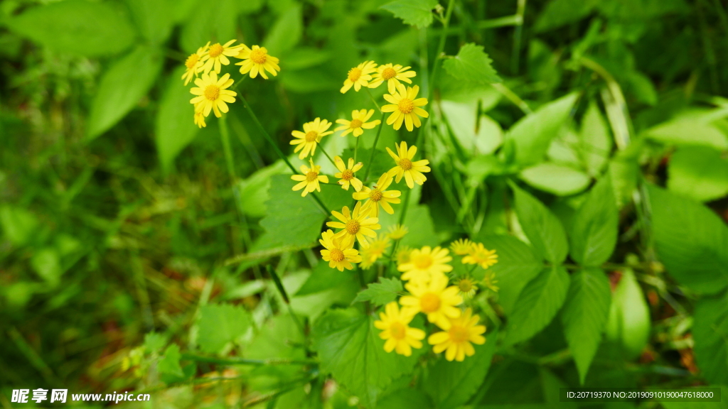黄色的野花