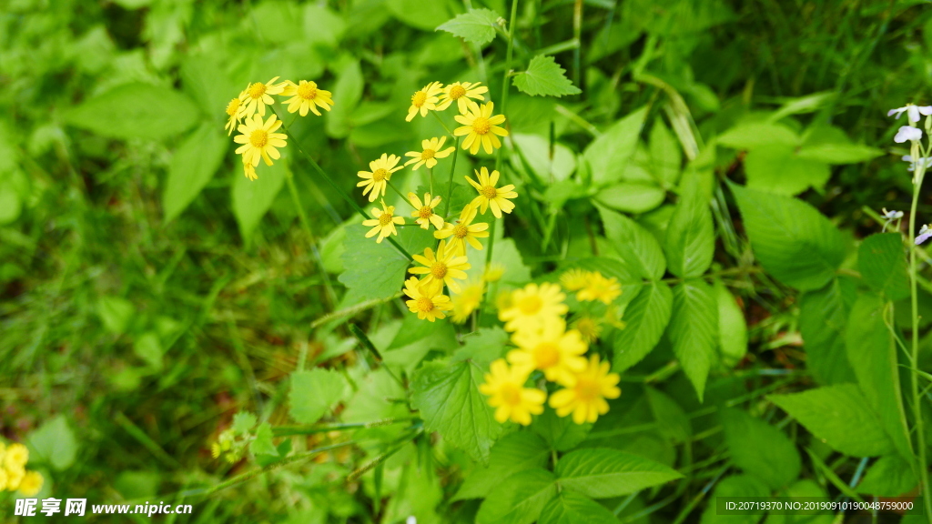 黄色的野花