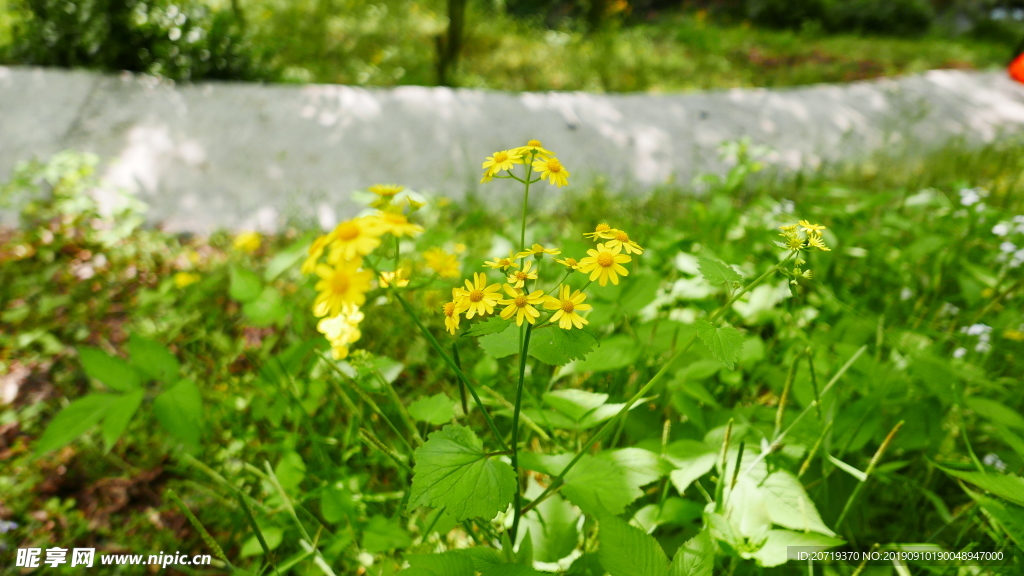 黄色的野花