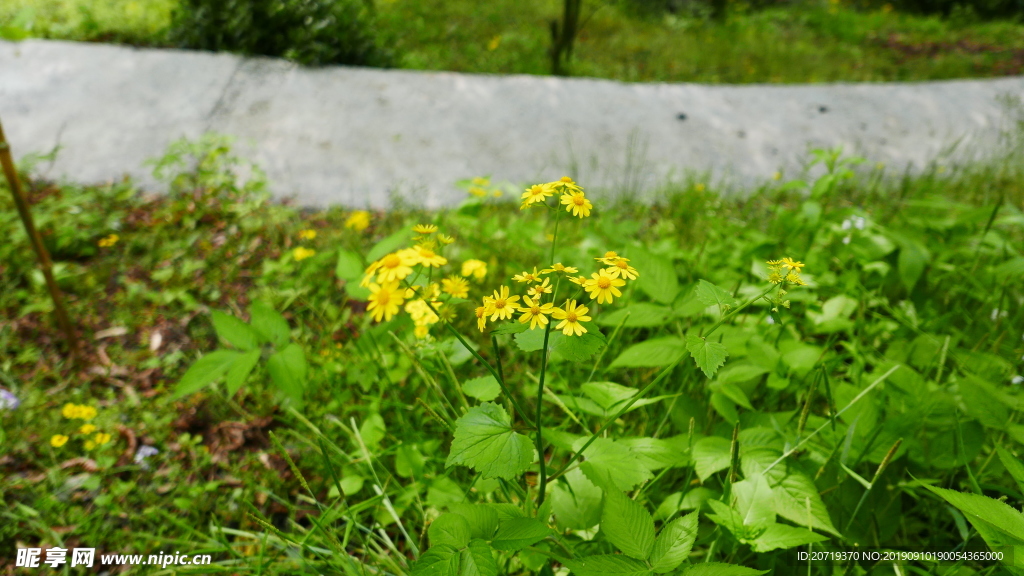黄色的野花