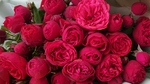玫瑰花图片
