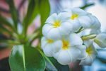 鸡蛋花