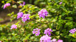 马缨丹花