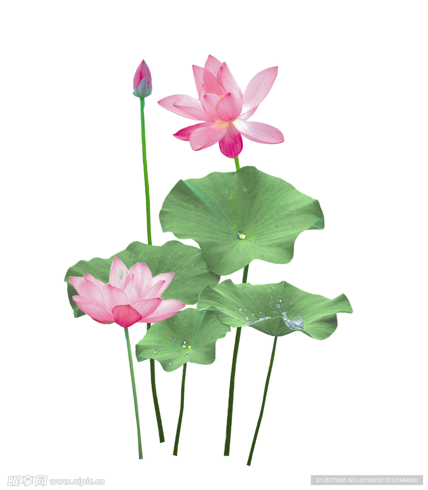 莲