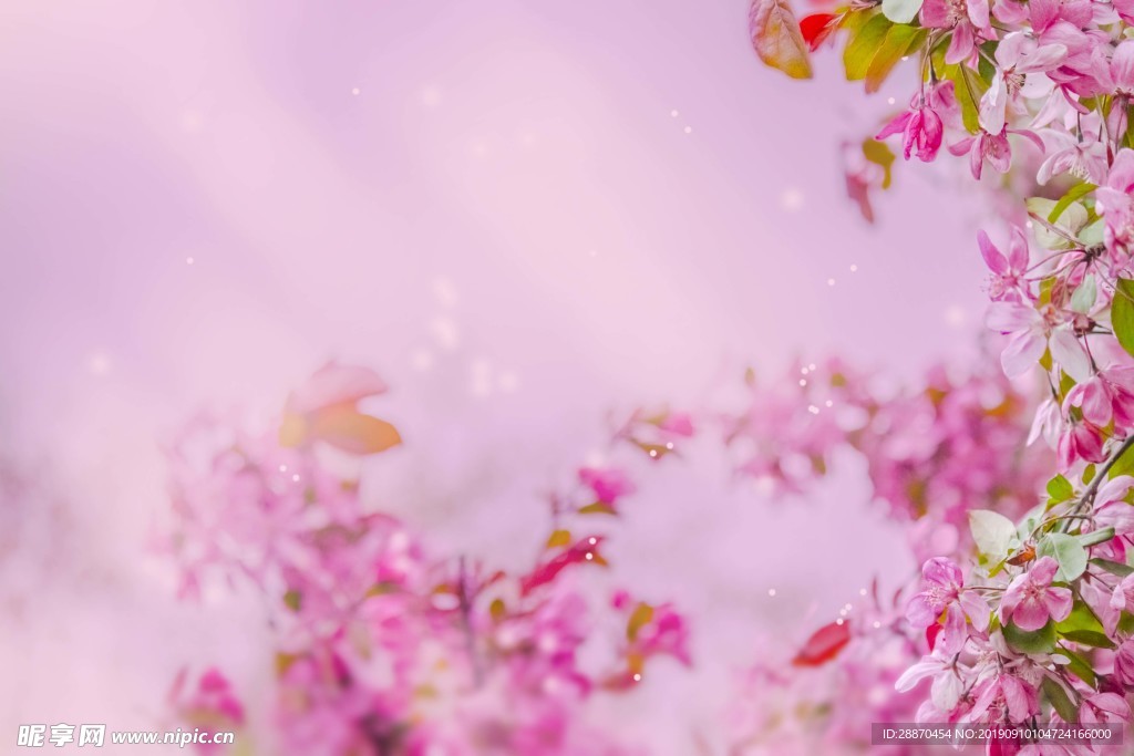 春天海棠树开花