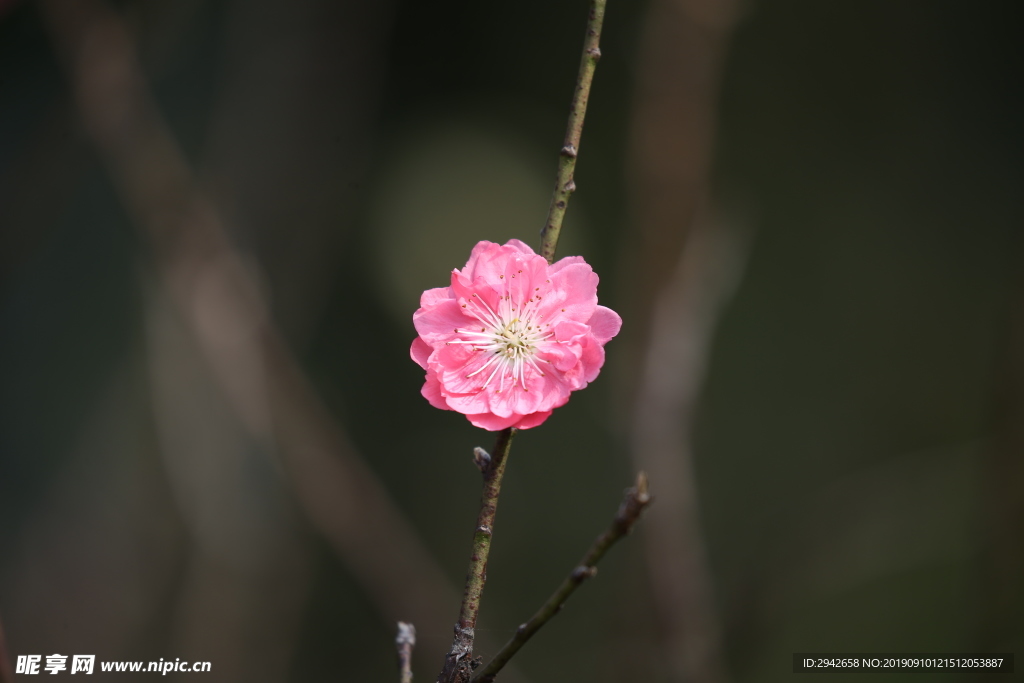 桃花