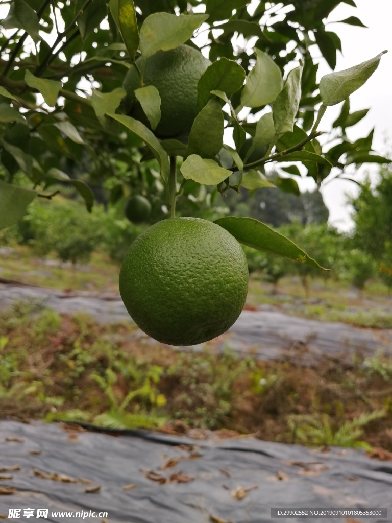 柑橘