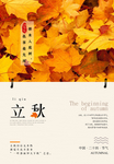 美丽枫叶立秋节气海报