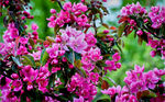 鲜花