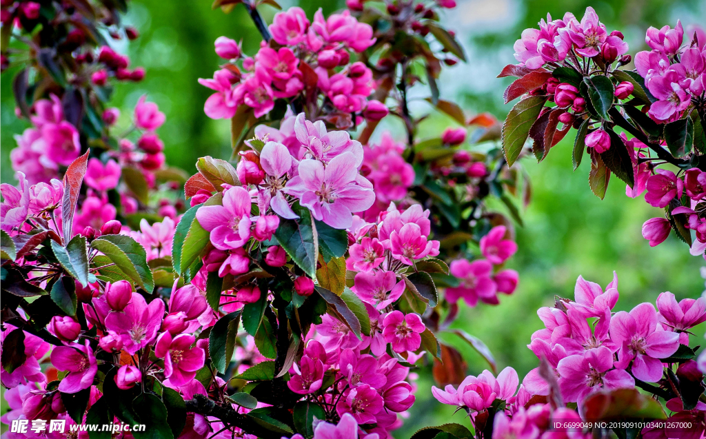 鲜花