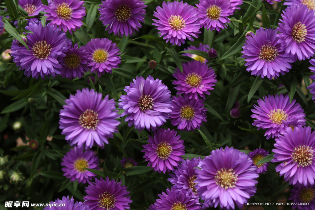 鲜花