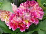 鲜花