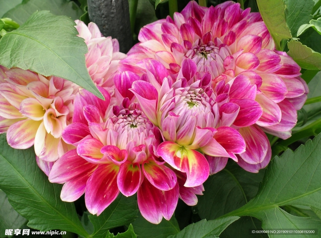 鲜花