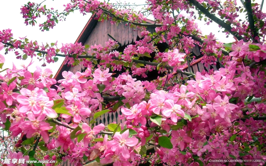 鲜花