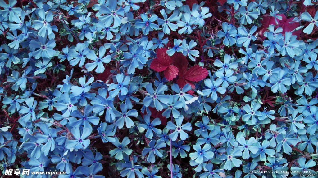 鲜花