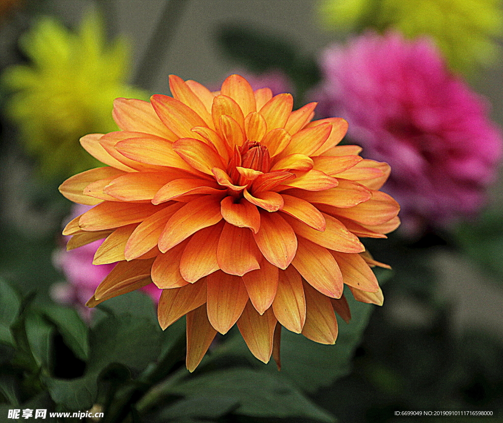 鲜花
