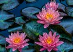 鲜花