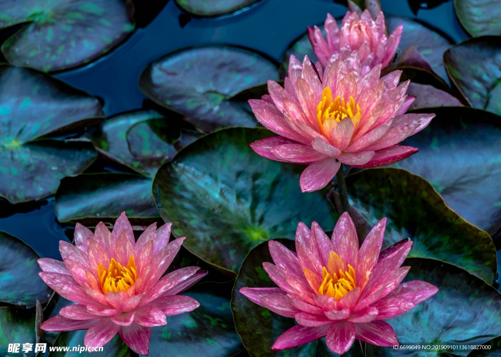 鲜花