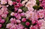 鲜花