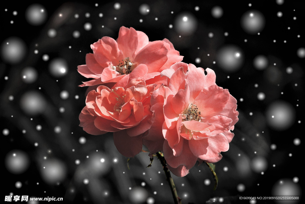 鲜花