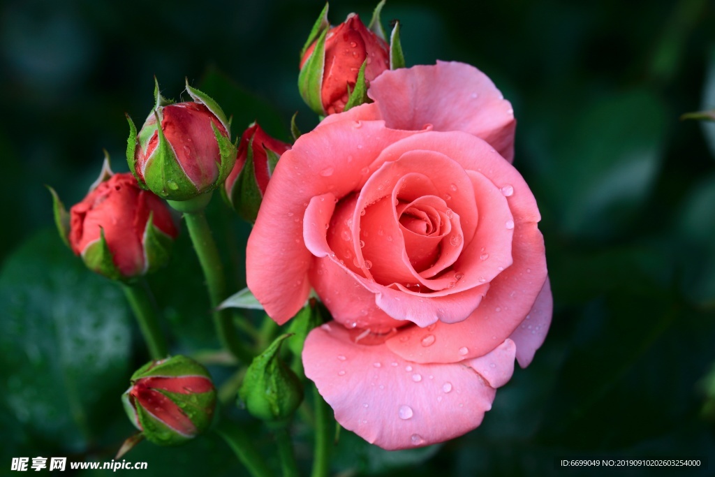 鲜花